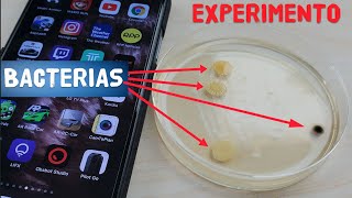 Cuantas BACTERIAS hay en tu SMARTPHONE EXPERIMENTO [upl. by Lekcar]