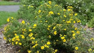 How to Grow Potentilla [upl. by Eentirb93]