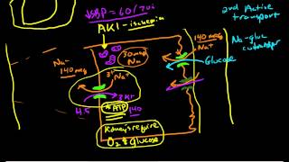 Renal Physiology Reabsorption and Excretion [upl. by Edrick]