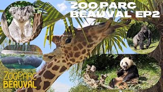 ZOO PARC DE BEAUVAL  A DECOUVRIR  PANDAS KOALAS GIRAFES GORILLES ELEPHANTS [upl. by Demmahom]