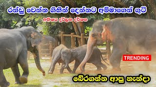 අම්මිගෙන් ගුටි කාලා නැන්දා ලගට දවපු සජ්ජන  Srilanka Cute Baby Elephant Sajjana And Dissa [upl. by Yggam40]