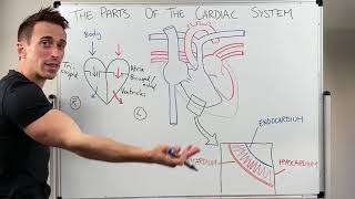 Parts of the Cardiac System Heart Anatomy [upl. by Yodlem392]