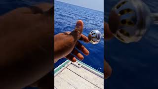 ചൂര പിടുത്തം fishing fishcathing fishng fish [upl. by Atika]