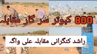 800 Pigeon Big Competition Sir Gar Muqabla Pheli Chot Pr Atni sari pakar [upl. by Eidnam]