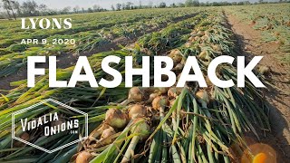 Flashback  Vidalia onion crop of 2020 [upl. by Airbma]