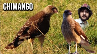 Chimango 4K Milvago chimango Chimango caracara [upl. by Romalda]