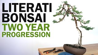 Creating a Literati Bonsai  Juniper Bonsai Two Years of Styling and Work [upl. by Serra]