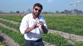 Drip Irrigation introduced in Pakistan by Nestle and LUMS Students Special Tour to Fields [upl. by Llenor]