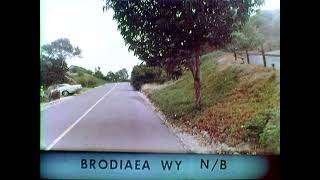 Brodiaea Wy NB [upl. by Orgel]