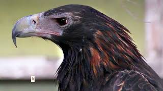 Australian WedgeTail Eagle Facts You Wont Believe [upl. by Jacquenetta]