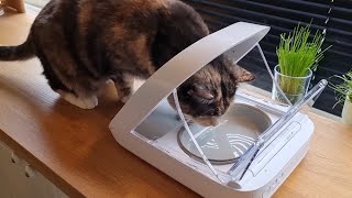 Surefeed Microchip Pet Feeder in Action [upl. by Ise]