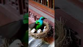 Beautiful Bird Nest Natures Art and Care BeautifulBirdNest BirdNest Birds [upl. by Kaltman]