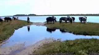 Læsø  Riding holiday on icelandic horses [upl. by Nahor]