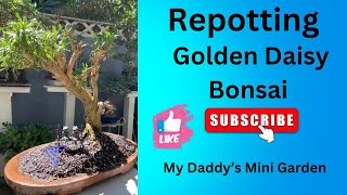 EP233 Golden Daisy Bushbonsai garden plants trending youtube viralvideo video gardening [upl. by Finnigan]