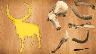 CUTE ANIMALS White African Cow Puzzle 귀여운 동물 흰색 아프리카 암소 퍼즐 [upl. by Lesab]