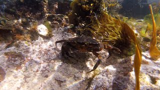 Camping Life Scotland  Dive St Abbs [upl. by Nerra]