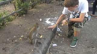 Thaïlande Je donne à manger aux singes à BangSaen [upl. by Suhpoelc]