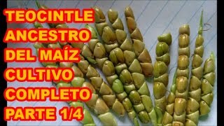 EL TEOCINTLE ANCESTRO DEL MAÍZ PARTE 14 CULTIVO quotPROCESO COMPLETOquot [upl. by Ayotas]