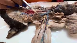 Part I Dissection Review Circulatory System [upl. by Naujud]