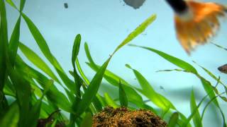 VALLISNERIA PEARLING CO2 boost NO COMMENTARY [upl. by Abie]