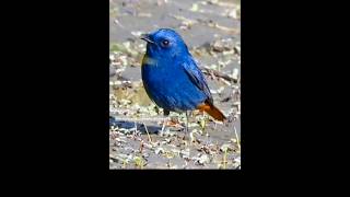 quotPlumbeous Water Redstart A Riverbank Delightquot birds birdslover birdlife naturelovers mountain [upl. by Eimme]