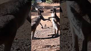 How Kangaroos Choose Their Mates The Surprising Truth [upl. by Zampardi]