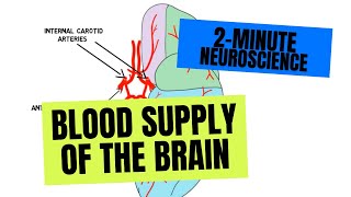 2Minute Neuroscience Blood Supply of the Brain [upl. by Vel]