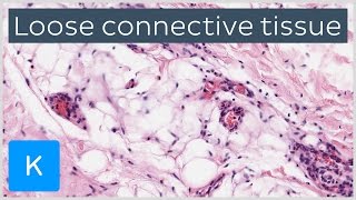 What Is Loose Connective Tissue preview  Human Anatomy  Kenhub [upl. by Kwei353]