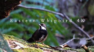 Eastern Whipbird calling  Australian Bird Sounds [upl. by Colis]