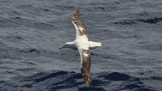 Dynamic Soaring How the Wandering Albatross Can Fly for Free [upl. by Tenaj]