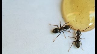 Portland Pest Control  Sugar Ants  Info Video [upl. by Roee]