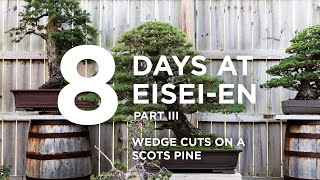 8 days at Eiseien part III wedge cutting branches on a Scots pine with Bjorn Bjorholm [upl. by Charmine568]