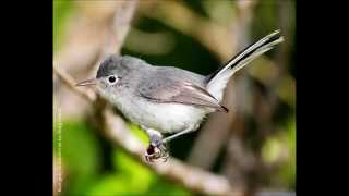 Bluegray Gnatcatcher Song [upl. by Ronald677]