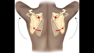 Proper scapular movement during humeral flexion and abduction [upl. by Arvind]