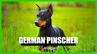 German Pinscher Facts [upl. by Ainorev]