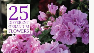 25 Types of Geranium Plant  Geranium Varieties  Geranium Plant [upl. by Oswell]