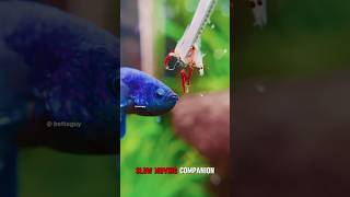 All You Need To Know About Betta Fish [upl. by Tedi]