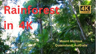 Rainforest walk in 4K Mount Glorious Queensland Australia 4K [upl. by Nyvar]