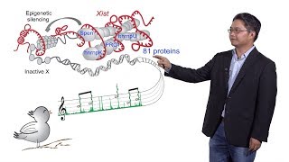 Howard Chang Stanford HHMI 2 LncRNA Function at the RNA Level Xist [upl. by Fidellas]