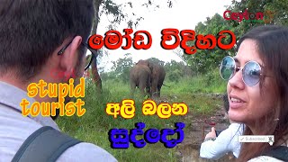 stupid tourist watching wild elephants wrong style [upl. by Mellman]