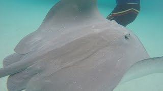 SWIMMING WITH SHARKS amp STINGRAYS  Moorea Island French Polynesia [upl. by Ylevol509]