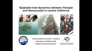 Daniel Gossard Presents Epiphytehost dynamics between Pyropia and Nereocystis in central CA [upl. by Pan202]