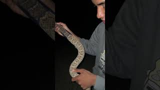 Biggest rattlesnake species in AZ [upl. by Knox]