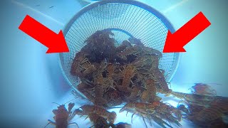 How to Catch Crawfish UNDERWATER GoPro View [upl. by Sahcnip471]