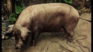 India Pig for fattening pig pighusbandry [upl. by Reiko252]