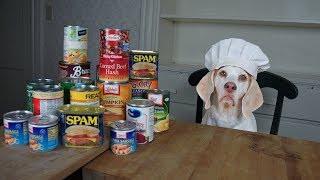 Chef Dog Makes Canned Food Casserole Funny Dog Maymo [upl. by Tyre]