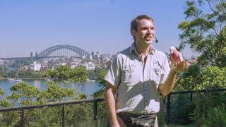 Free Flight Birds at Taronga Zoo Sydney [upl. by Edbert]