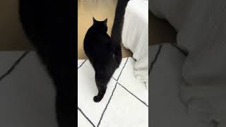 Cat Cheese said I need to sharpen my claws🙄catfunnycatblackcat 可愛い猫 catlover猫 catbehavior [upl. by Anawait]