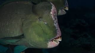 Facts The Humphead Parrotfish [upl. by Aynekal]