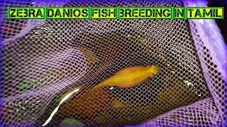 Zebra danios fish breeding step by step method in Tamil [upl. by Dorri]